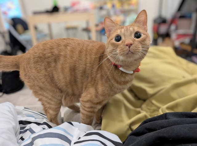 「おめめきゅるきゅるすぎない？」松丸亮吾が愛猫リドの写真を投稿