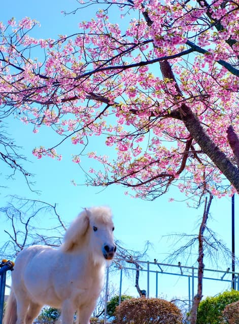 「久しぶりに家族とお出かけして…」菅井友香、春らしいお出かけショットを披露！