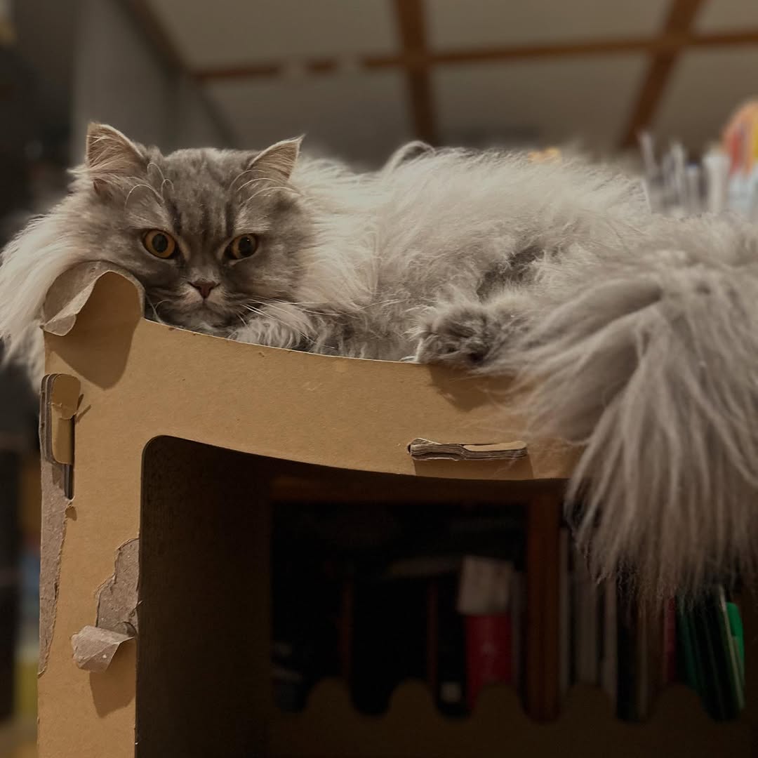 中川剛、愛猫のお昼寝前ショットが話題「耐震強度大丈夫？」の声