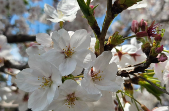 市井紗耶香、長男の入学式で感じた“親離れ”の瞬間に共感の声「桜舞う中でグッときた」