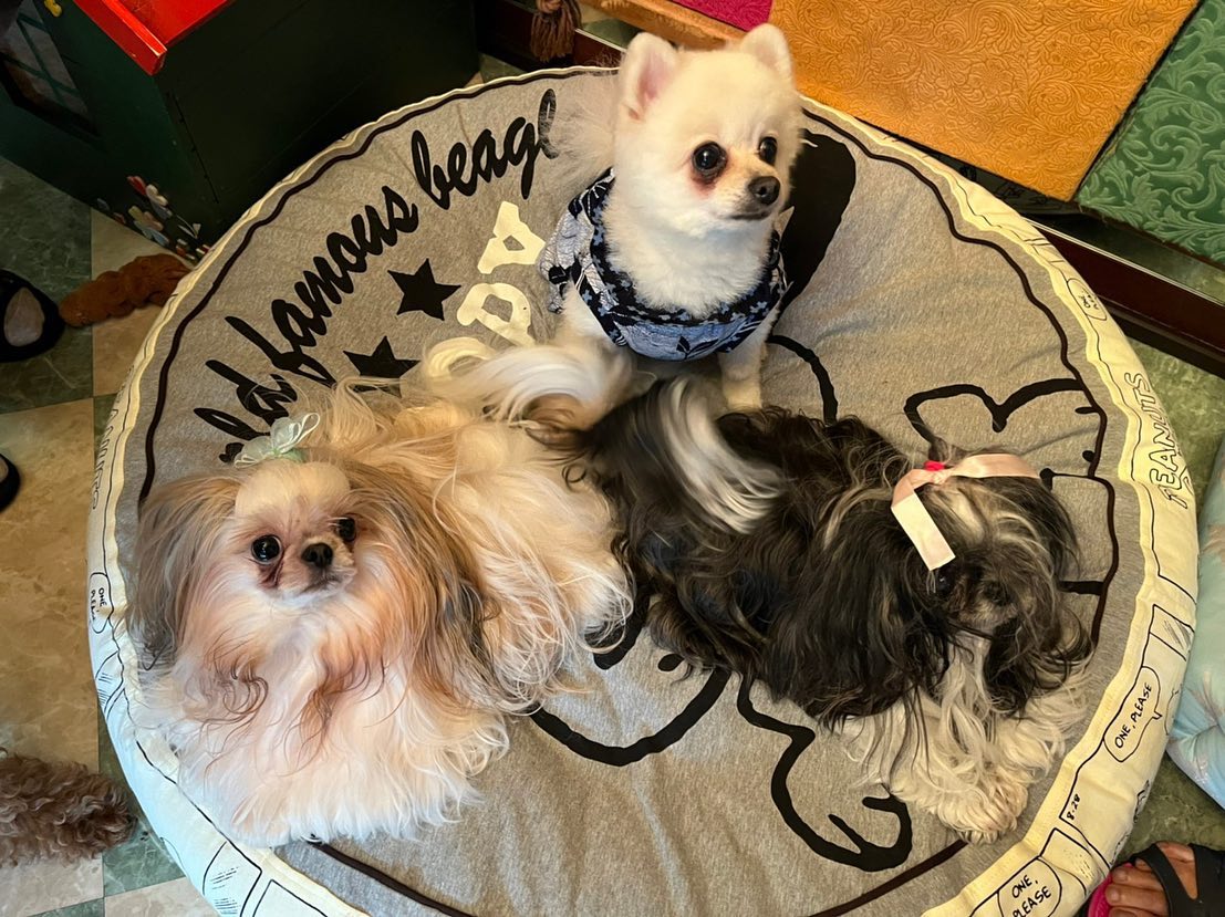 デヴィ夫人、“ゴージャス”な愛犬たちの様子を公開💖📸