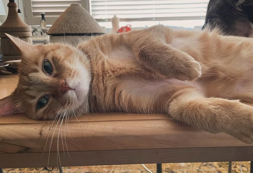 尊い癒し…石田ゆり子の愛猫ハニオ、寝転ぶ姿に胸が温まる