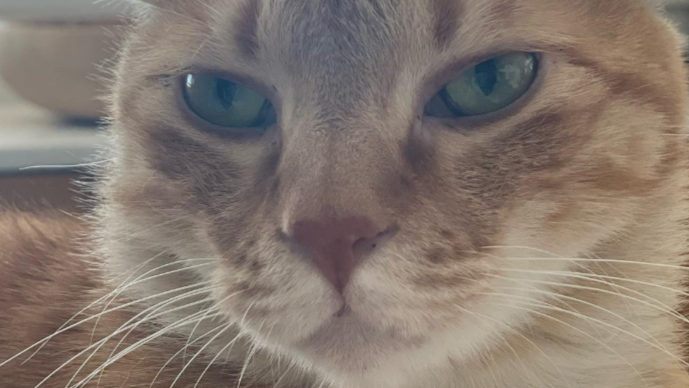 石田ゆり子が髪バッサリ！？“ハニオ日記”で語られた衝撃のヘアチェンジとは