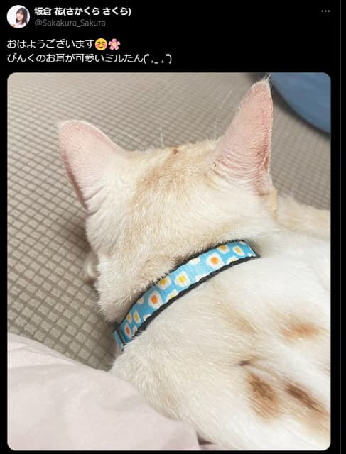 「朝から癒し」声優の坂倉花が猫ちゃんの写真を投稿
