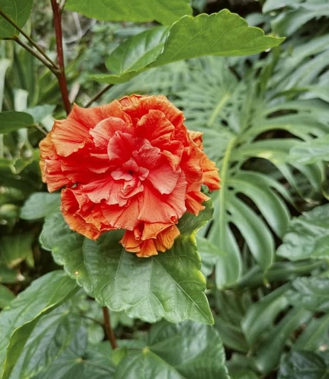 「この赤色…大丈夫?」吉川ひなのがベビ子手作りバレンタインに疑問