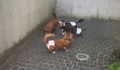 氷川きよしが元気な愛犬たちの活発に遊ぶ姿を動画で公開！