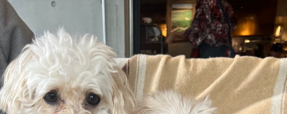 山田菜々、愛犬のほっこり写真を公開！金曜日ならではのコメントで溢れかえり感想にニコニコ