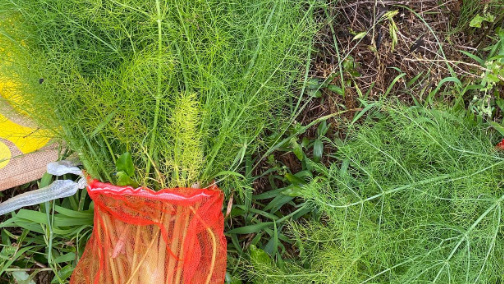 フェンネルが大豊作！“自然農ライフ”が話題に