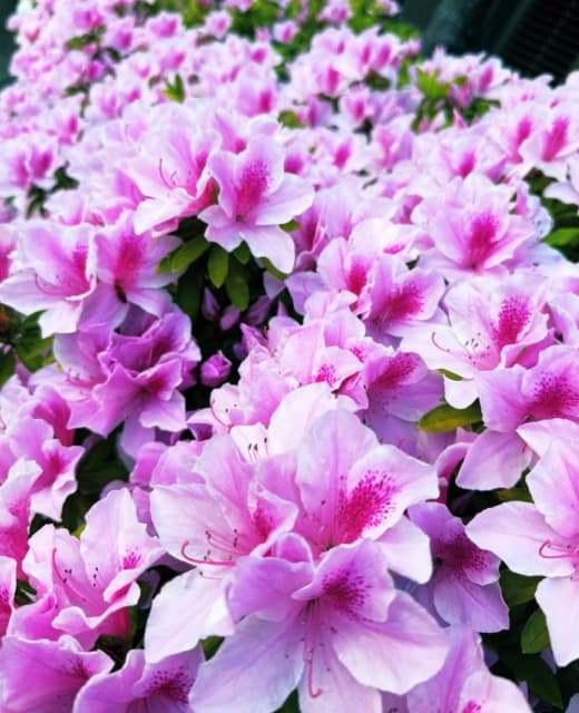 吉高由里子がピンクの花の蜜に「昔、吸い付いたことある人」と問いかけるも…