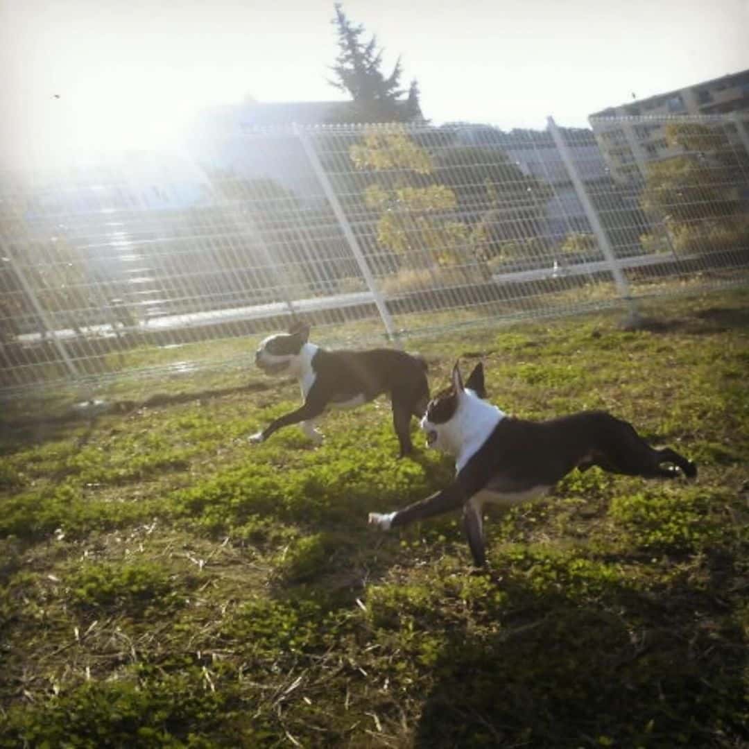 浜崎あゆみの愛犬が天国へ「パピさん、やっとピノさんに会えるね。」