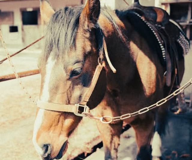 SixTONES・京本大我の馬の写真が癒されると話題に！「優しい目が好きだな」「可愛いですね」