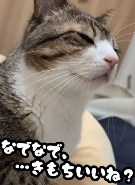 顔が「気持ちいい～」って言ってる！Suzume Catの最新ネコ動画が「可愛すぎる〜」と話題に！