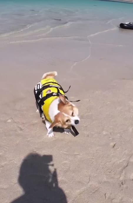 「あこがれる～！！」人気タレント〇〇、奄美の海と夏と友達と、夢みたいな世界に注目集まる！