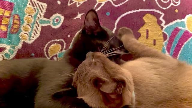 「ｷｬﾜﾜ…」ホロライブのVTuberが愛猫の仲良しムービーを投稿！愛おしい姿に浄化されるファン続出！?