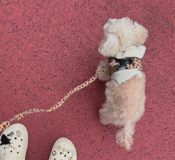 木下優樹菜、リラックスした秋の日常をシェア