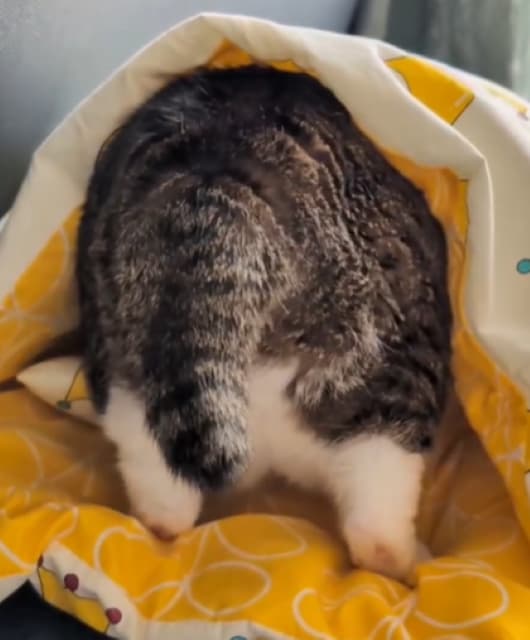 ゾウっぽい猫のお尻が話題に！Suzume Catの最新動画が可愛いと大好評！