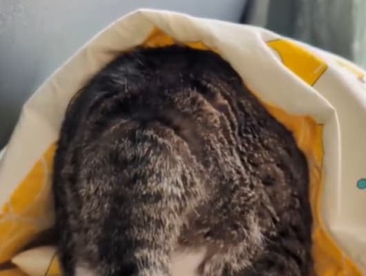 ゾウっぽい猫のお尻が話題に！Suzume Catの最新動画が可愛いと大好評！