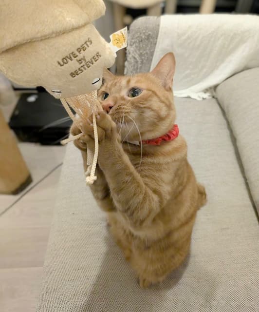 松丸亮吾が愛猫リドのお気に入りおもちゃを紹介！「最高にハマってる」