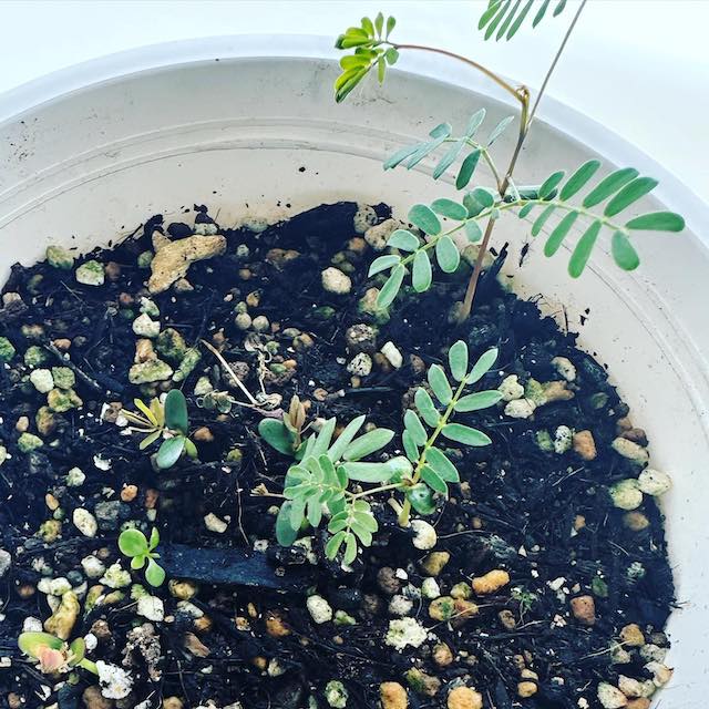 有吉弘行はミモザを育成中「タネからやってます。知識無し。」