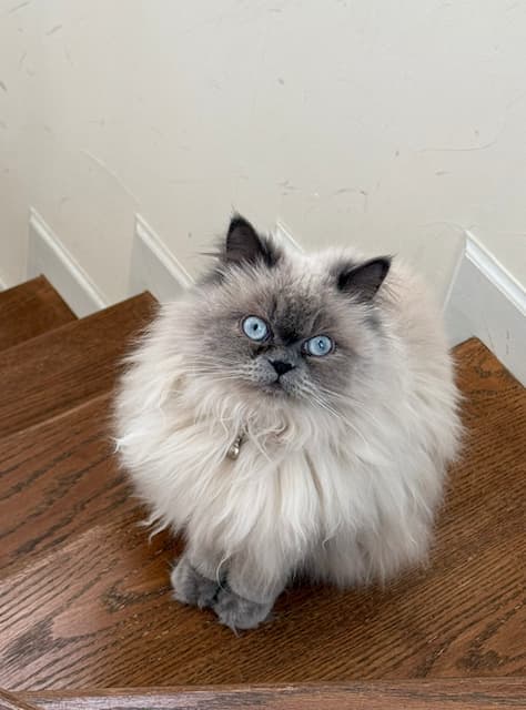 「かわいすぎる！！！」中川翔子の“お迎えにいくルビーちゃん”オフショットにファンからコメント殺到！