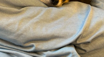 SB又吉「新しい家族の名前は...」可愛すぎる姿にファン悶絶