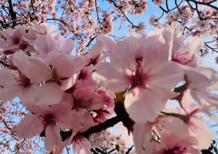 「春が来た…」岐洲匠が届けた“満開の桜ショット”に癒されるファン続出！