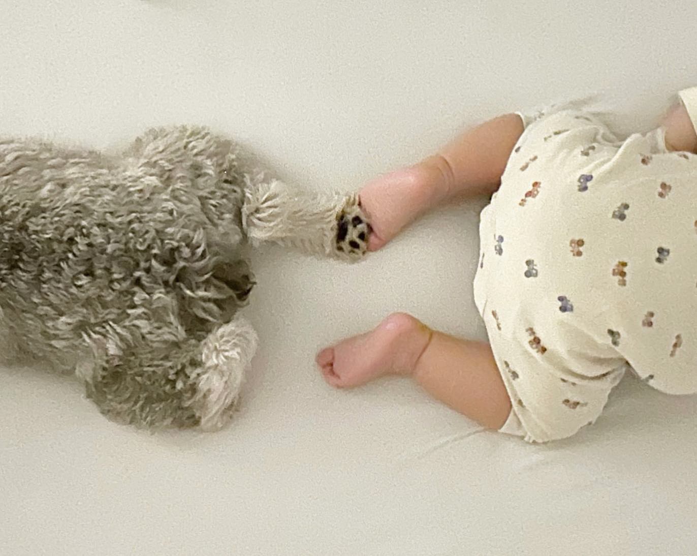 ⚾️鈴木誠也＆畠山愛理🤸‍♂️夫婦の愛犬🐶と愛息子👶が可愛すぎる😍