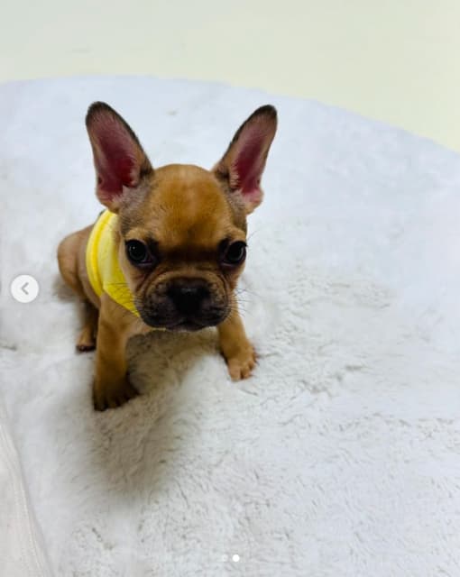 古賀紗理奈が新しい家族を紹介！愛らしい家族の登場にファン「可愛すぎ」