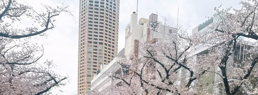 二瓶有加、目黒川の桜を満喫！「綺麗すぎて桜が目に入らない」