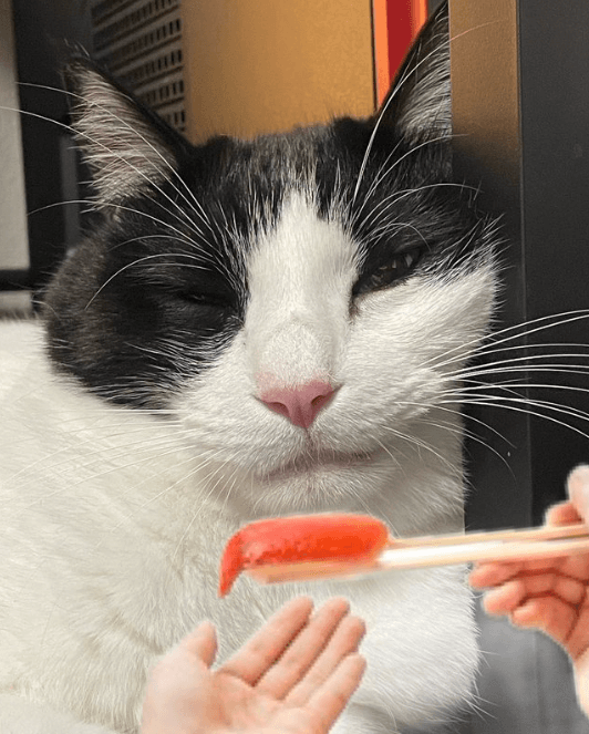 東京女子プロレス 桐生真弥、くら寿司に反応「くら寿司！」とテンション高め！