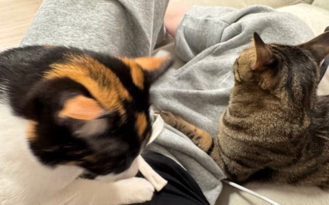 佐久間大介が猫に囲まれる「かわちぃぃ、、」