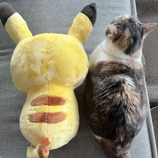 まるで”ぬいぐるみ”🧸高橋みなみの飼い猫にメロメロのリプ欄😻