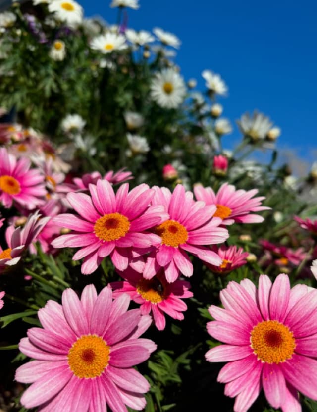 元AKB48岩佐美咲、バレンタインにテラス席でランチを楽しむ「オシャレ〜」