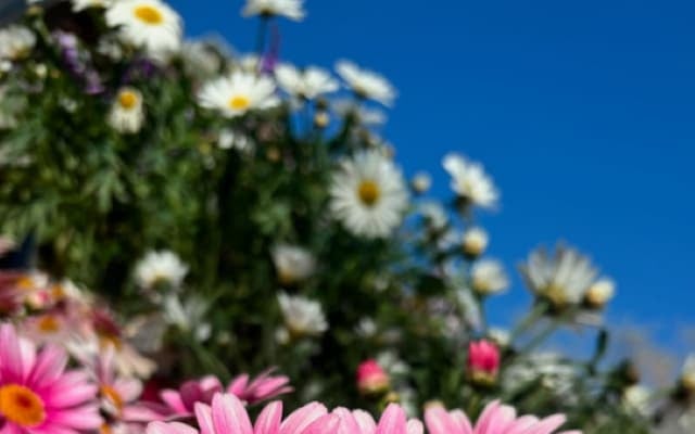 元AKB48岩佐美咲、バレンタインにテラス席でランチを楽しむ「オシャレ〜」