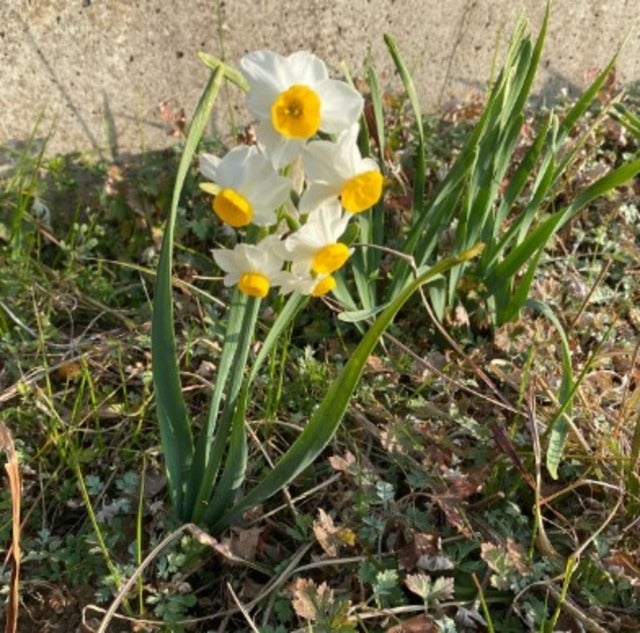 「自然のエネルギーは凄い」杉田かおるが畑で春を見つける！