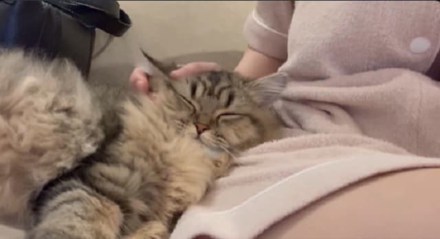 東雲うみ、〇〇を枕にして眠る愛猫の姿を公開　ファンからは「羨ましすぎる…」との声が！