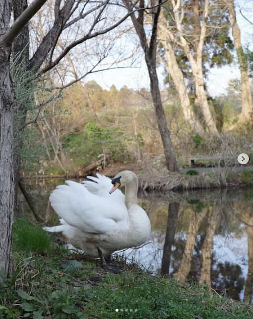 井上咲楽が美術館観覧を投稿！大きな白鳥や幻想的なモニュメントを楽しむ