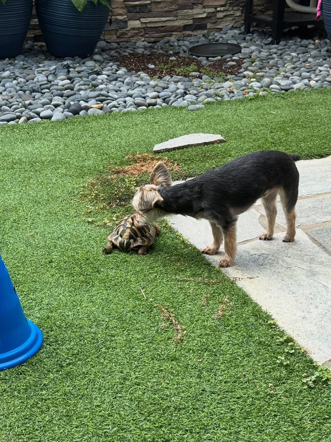 「可愛いやんかぁ〜」上原浩治が自慢のペットを紹介！