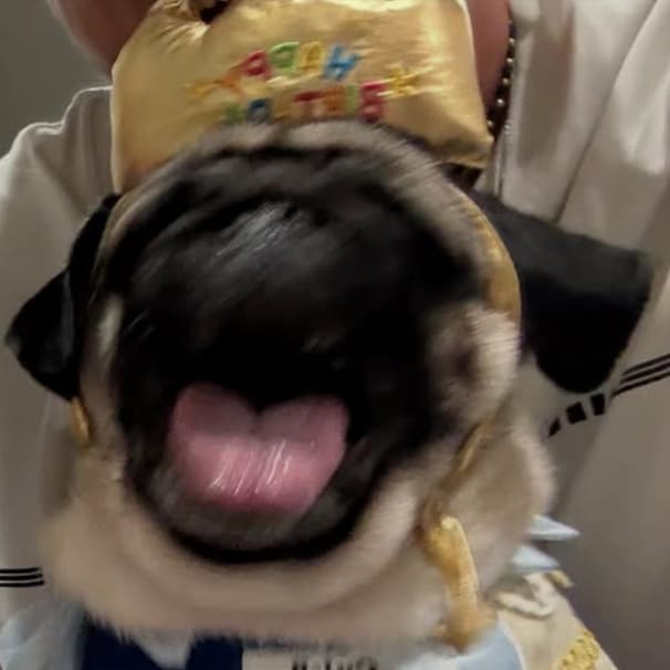 「驚きの躍動」ソフトバンク・上茶谷大河の愛犬が4歳の誕生日！躍動する姿にファンほっこり