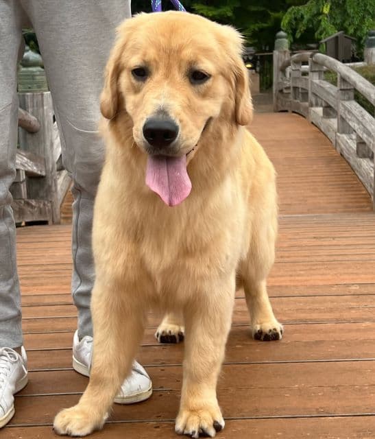 「これは，私も驚くな」高橋ひとみ、愛犬が初めての東京散歩！まさかの〇〇に出会う…？！