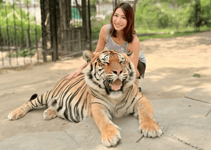 「凄くいい写真で可愛い」寿司店の女将兼任ゴルフ美女のバンコク旅行記！”虎＆ゾウ”とのお戯れシーン＆動画にファン驚愕