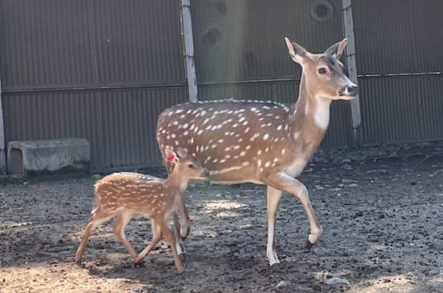 東武動物公園に春の喜び　アクシスジカの赤ちゃん“ジャスミン”がデビュー！