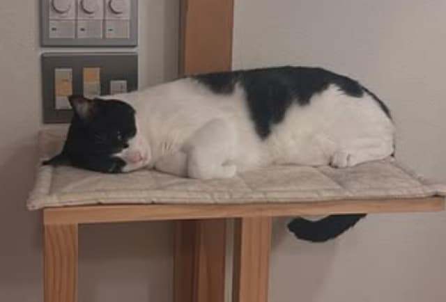 お笑い芸人 ミキ・亜生  ペットのほっこり画像を投稿！可愛すぎると話題に！