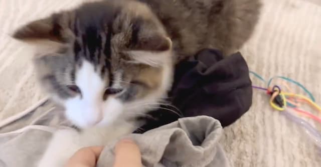 「服返してくれない」東雲うみが愛猫とじゃれあう動画をシェア