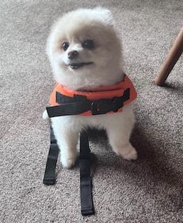 上田竜也の愛犬チビが愛おしすぎる！！「たっちゃんにソックリ」