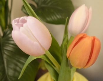 「ようやく春」桃衣香帆がチューリップとスイーツの春ショットを公開！