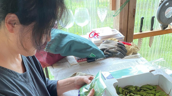 杉田かおる、茅ヶ崎マルシェに向けて枝豆収穫！“無農薬の土は優しい”と感動の声も