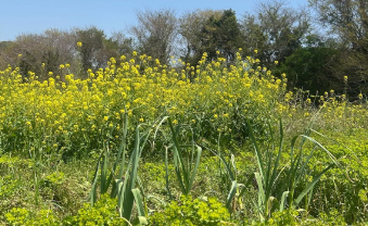 「春爛漫の笑顔が沁みる」杉田かおる、菜の花に囲まれた“畑ショット”に癒しの声続々