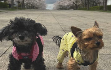 「お空でも一緒にお花見してるかな」ほしのあき、愛犬との散歩動画に感動の声