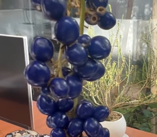 「春のライブ決定！」Chara、美しい漢方の実とともに告知